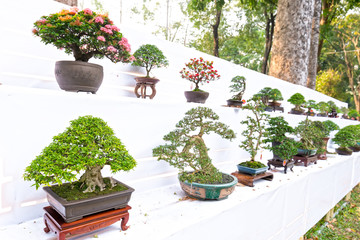 Green old bonsai tree isolated on white background in a pot plant in the shape of the stem is shaped artisans create beautiful art in nature.