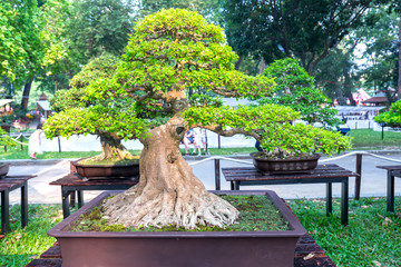 Green bonsai tree in a pot plant in the shape of the stem is shaped artisans create beautiful art...