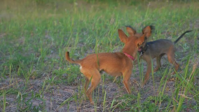 Super slow motion shot of two small dogs Toy Terrier roughhousing on grass, funny battle of young beagle and white terrier. Doggy wrestling.