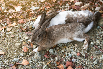 2 rabbits (brown and white) lie side by side on stony ground