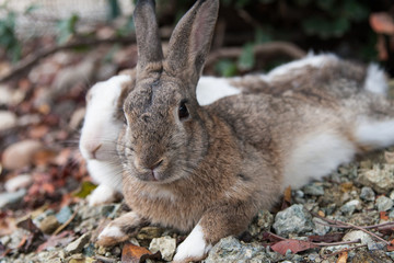 2 rabbits (brown and white) lie side by side on stony ground