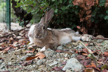 2 rabbits (brown and white) lie side by side on stony ground