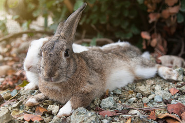 2 rabbits (brown and white) lie side by side on stony ground