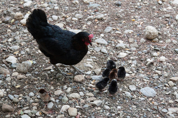 Black chicken (guinea fowl) with chickens on gray stony ground