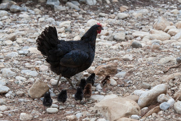 Black chicken (guinea fowl) with chickens on gray stony ground