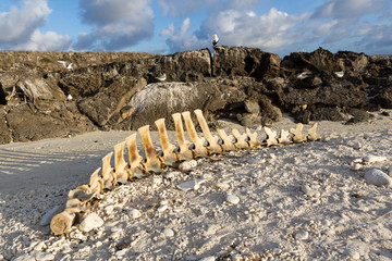 Pilot whale skeleton on a beach, Genovesa Island, Galapagos Islands