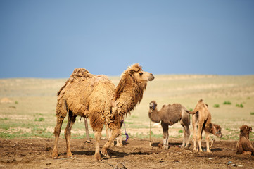 The camels.  A camel is an even-toed ungulate in the genus Camelus.  Camels have existed on Earth since prehistoric times.