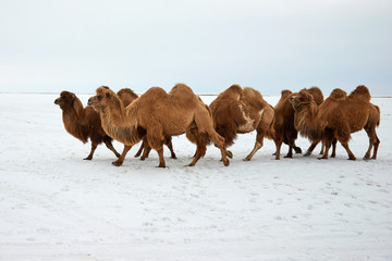 Bactrian camels (Camelus bactrianus) in winter. The Bactrian camel is a large, even-toed ungulate...