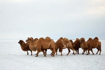 Bactrian camels (Camelus bactrianus) in winter. The Bactrian camel is a large, even-toed ungulate native to the steppes of Central Asia.