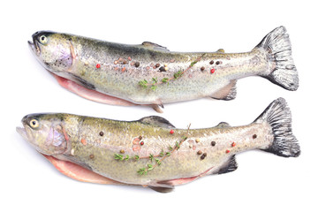 Fish trout on a white background