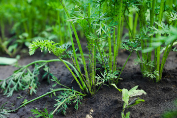 Carrots growing in the garden. Selective focus.