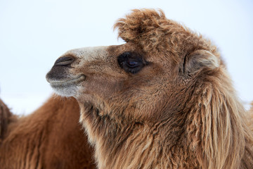 Bactrian camels (Camelus bactrianus) in winter. The Bactrian camel is a large, even-toed ungulate native to the steppes of Central Asia.