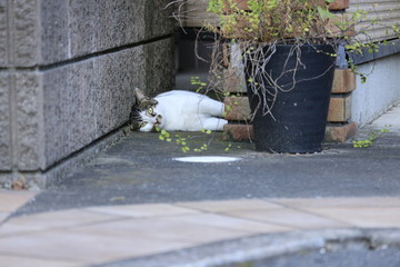 隙間で寝転がる野良猫