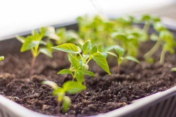 seedlings, young Basil sprouts on green background