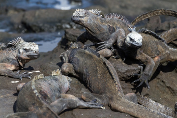 Galapagos Marine Iguanas (Amblyrhynchus cristatus) on lava rock, Galapagos Islands
