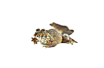 Two frogs separated from the white floor.