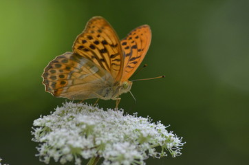 butterfly