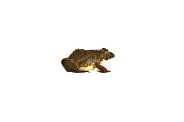 Frog Separated from the white floor