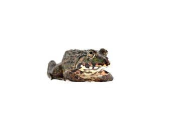 Naklejka premium Frog Separated from the white floor