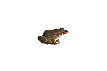 Frog Separated from the white floor