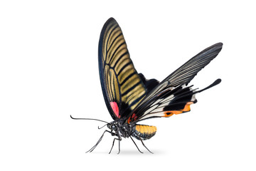 Fototapeta na wymiar Female Great Mormon (Papilio memnon) butterfly