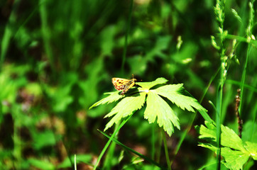 the butterfly sits on a green leaf