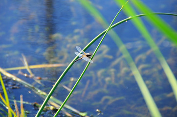 the dragonfly flies over the water