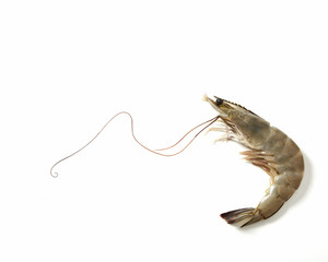 Obraz premium Fresh raw seafood shrimp