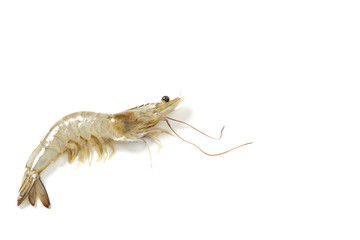 Fresh raw seafood shrimp