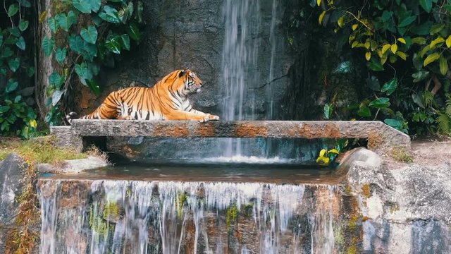 The tiger lies on the rock near the waterfall. Bengal Tiger in deep wild, animal. Jungle concept.