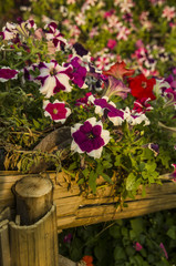 Beautiful Of  Pink,Purple,Red and White Petunia Flowers Blooming Outdoors.