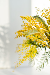 Mimosa branch in a glass on the window