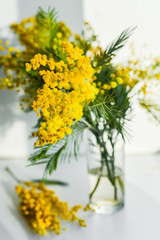 Mimosa branch in a glass on the window