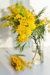 branch of Mimosa in a glass vase on the window on white background, greeting card, mockup, background for greetings on mother's day, international women's day