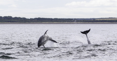 Fototapeta premium Wild bottlenose dolphin tursiops truncatus