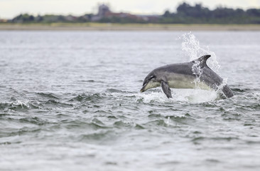 Obraz premium Wild bottlenose dolphin tursiops truncatus