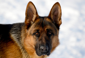 Dog german shepherd in a park