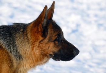 Dog german shepherd in a park