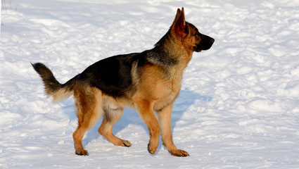 Dog german shepherd in a park