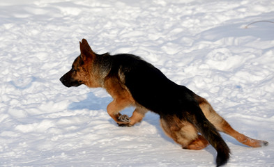 German shepherd running in the snow