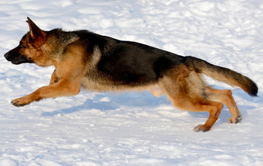 German shepherd running in the snow