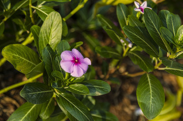 Beautiful Of Pink,White,Purple Rose Periwinkle Flowers Blooming In A Garden .
