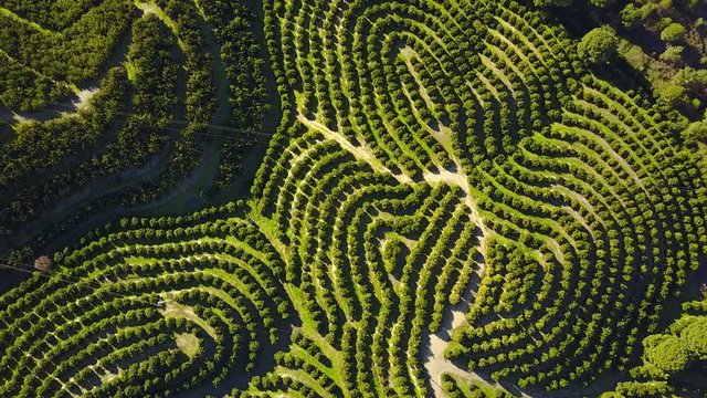 Aerial view of orange tree groves on hills
