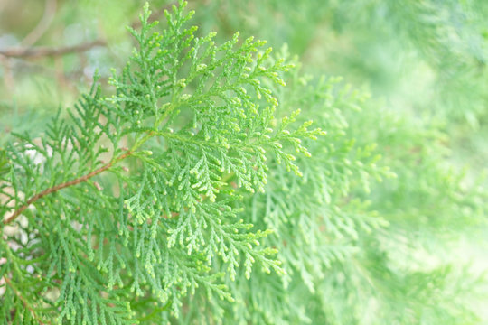 Closeup Pine Green leaf for background .