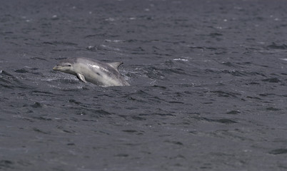 Fototapeta premium Wild bottlenose dolphin tursiops truncatus