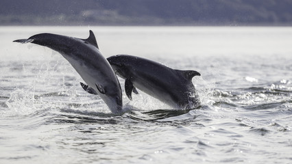 Wild bottlenose dolphin tursiops truncatus