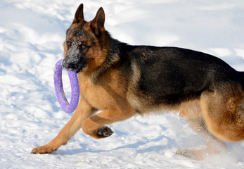 German shepherd playing in the snow