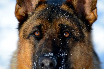 Dog german shepherd in a park in a winter day