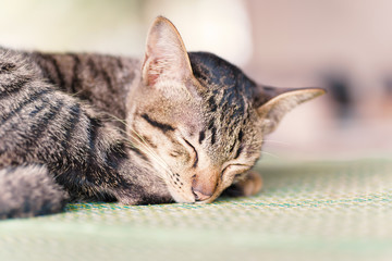 Cute cat sleeping on the mat, pet at home