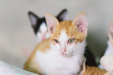 Cute kittens, pet at home